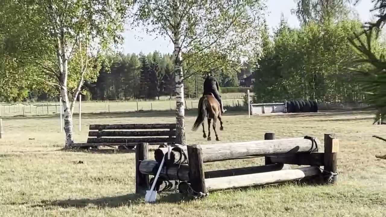 Fälttävlan hästar till salu: Fantastisk fälttävlanshäst söker sin nya ryttare  - Video 1