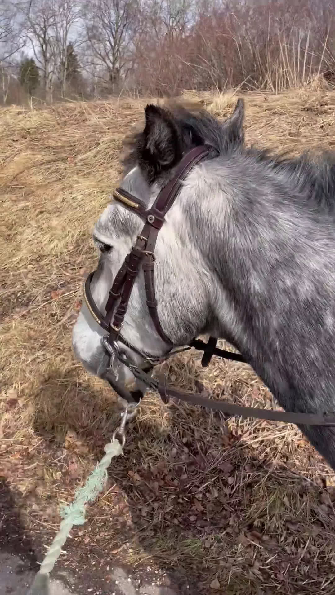 Allround hästar till salu: Sötaste Robbie i Ludvika - Video 2