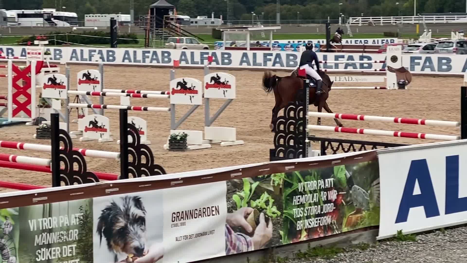 Hoppning hästar till salu: Stabil hopphäst - Video 1