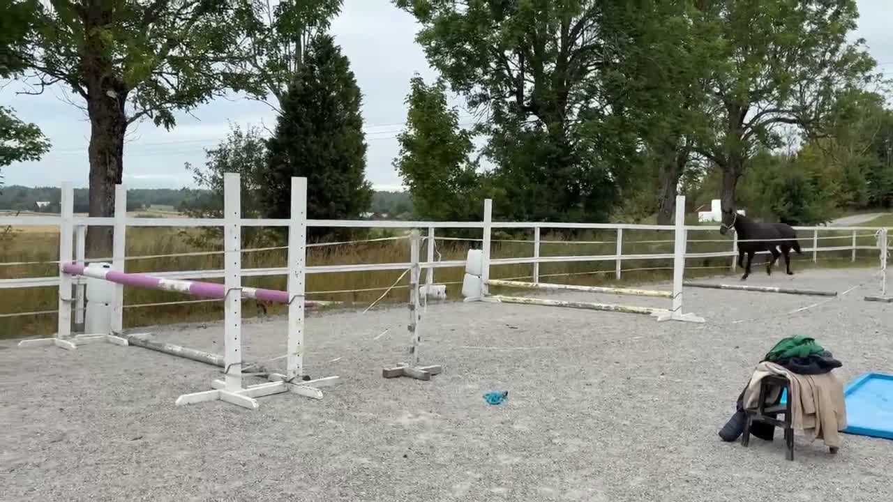 Allround hästar till salu: Izzy söker nytt hem🌸 i Vintrosa - Video 1