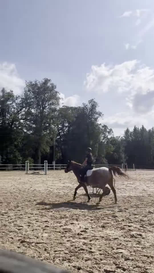  medryttarhäst sökes: Medryttarhäst Gävle - Video 3