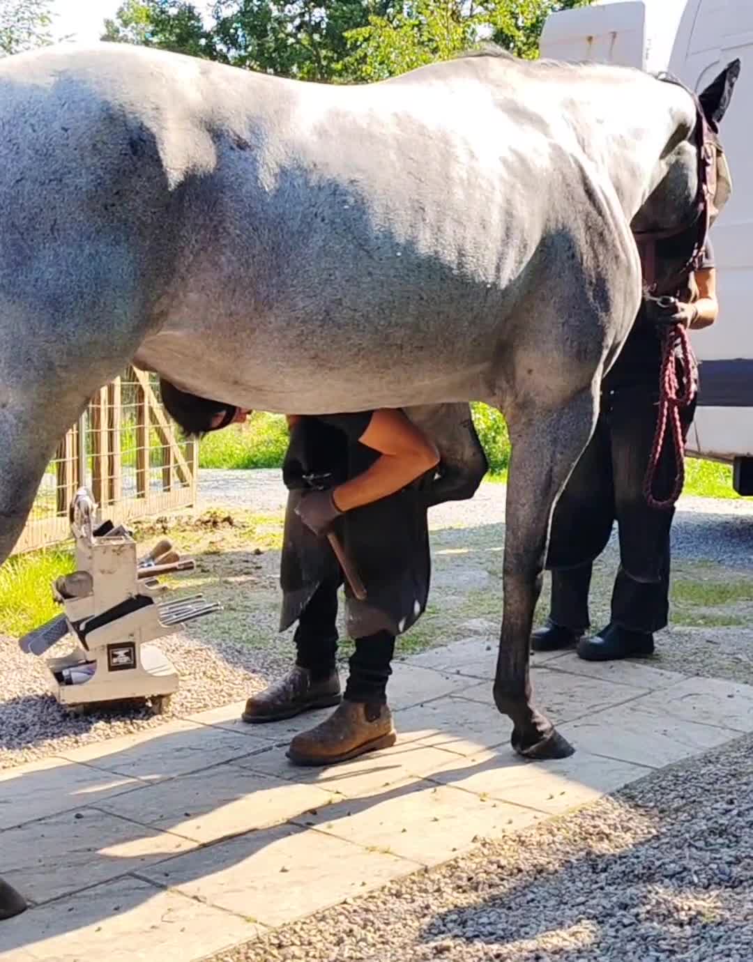 Western hästar till salu: Avelssto dräktig i Myresjö - Video 1