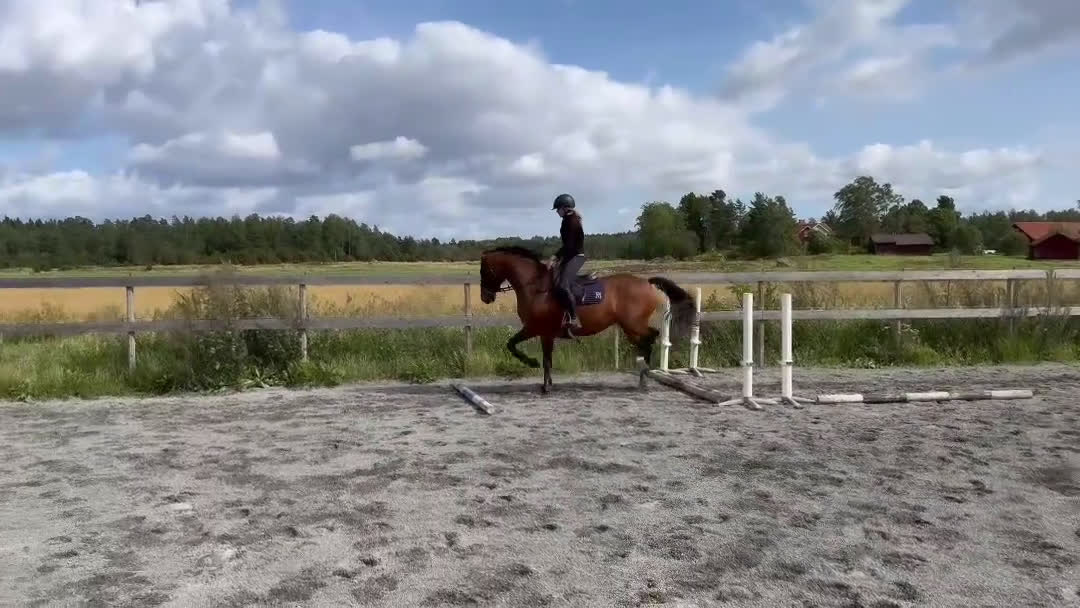 Hoppning hästar till salu: Lovande hopphäst e. Gamelus - Ludwigs Champion i Ransta - Video 2
