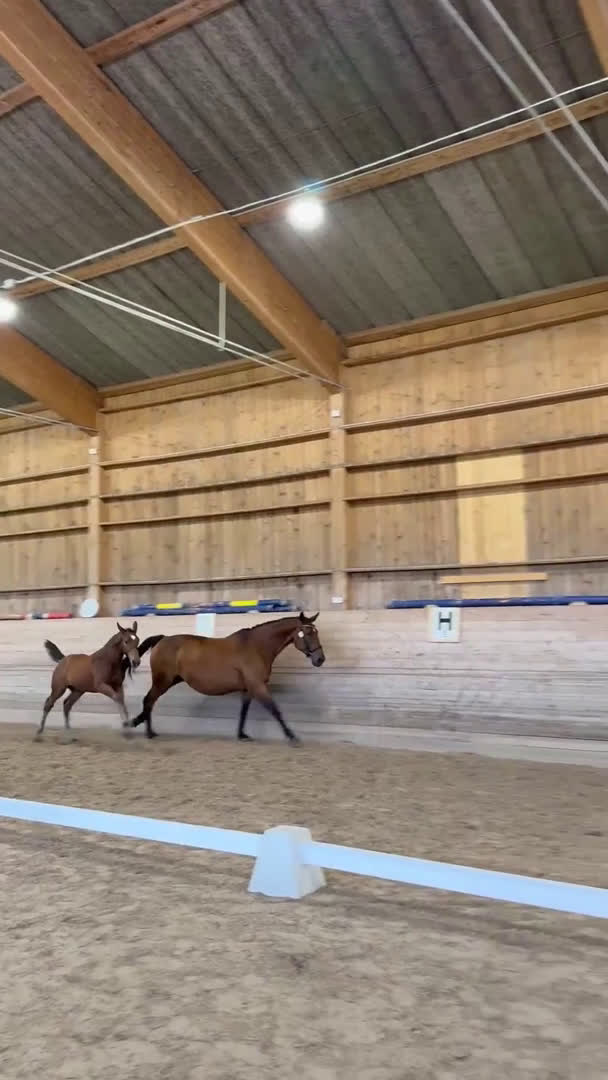 Hoppning hästar till salu: Ettåring Nebraska VDL - Hip Hop i Östra Ämtervik - Video 1