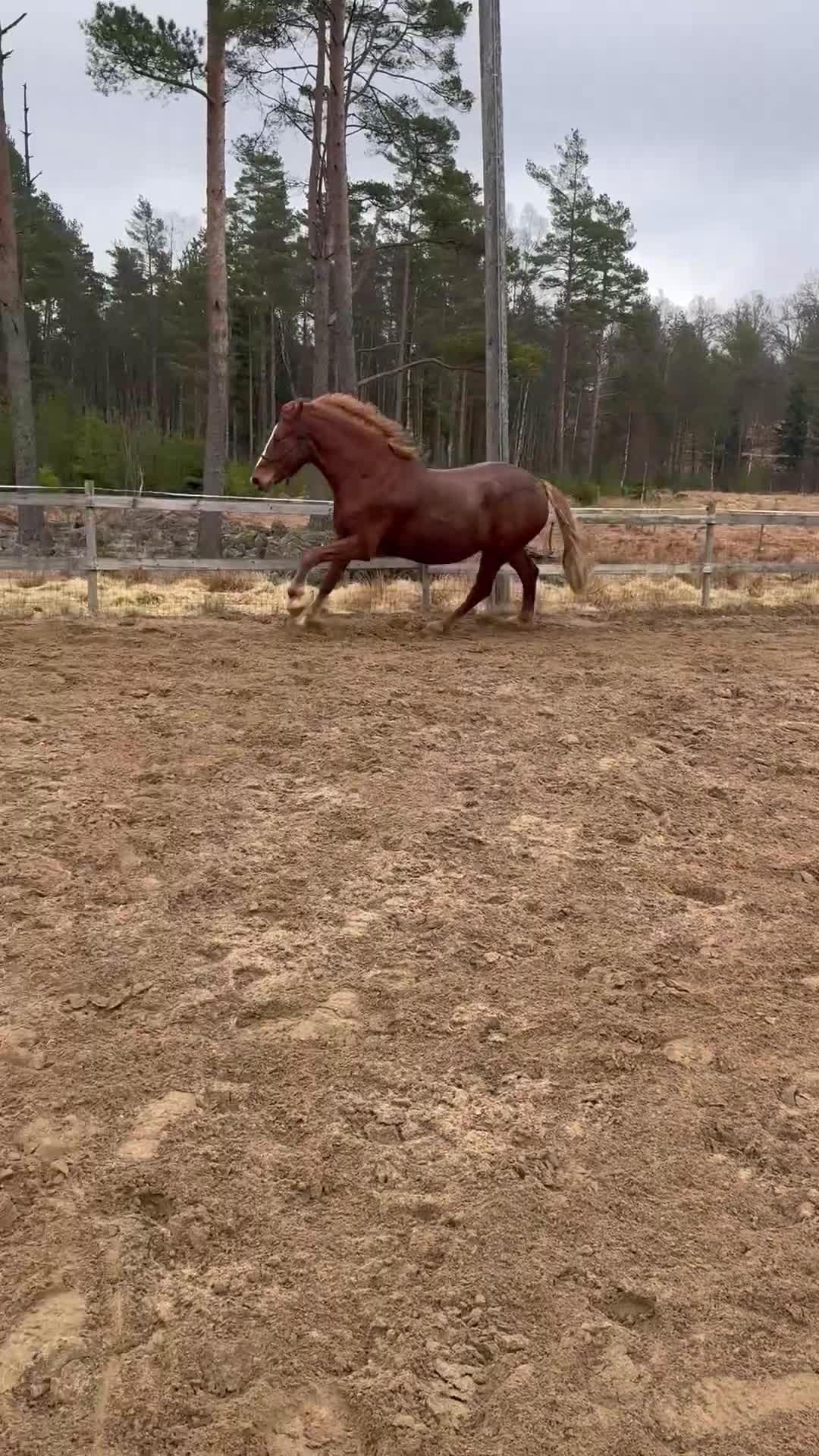 Dressyr hästar till salu: 5-årig valack med mycket utstrålning! - Video 1