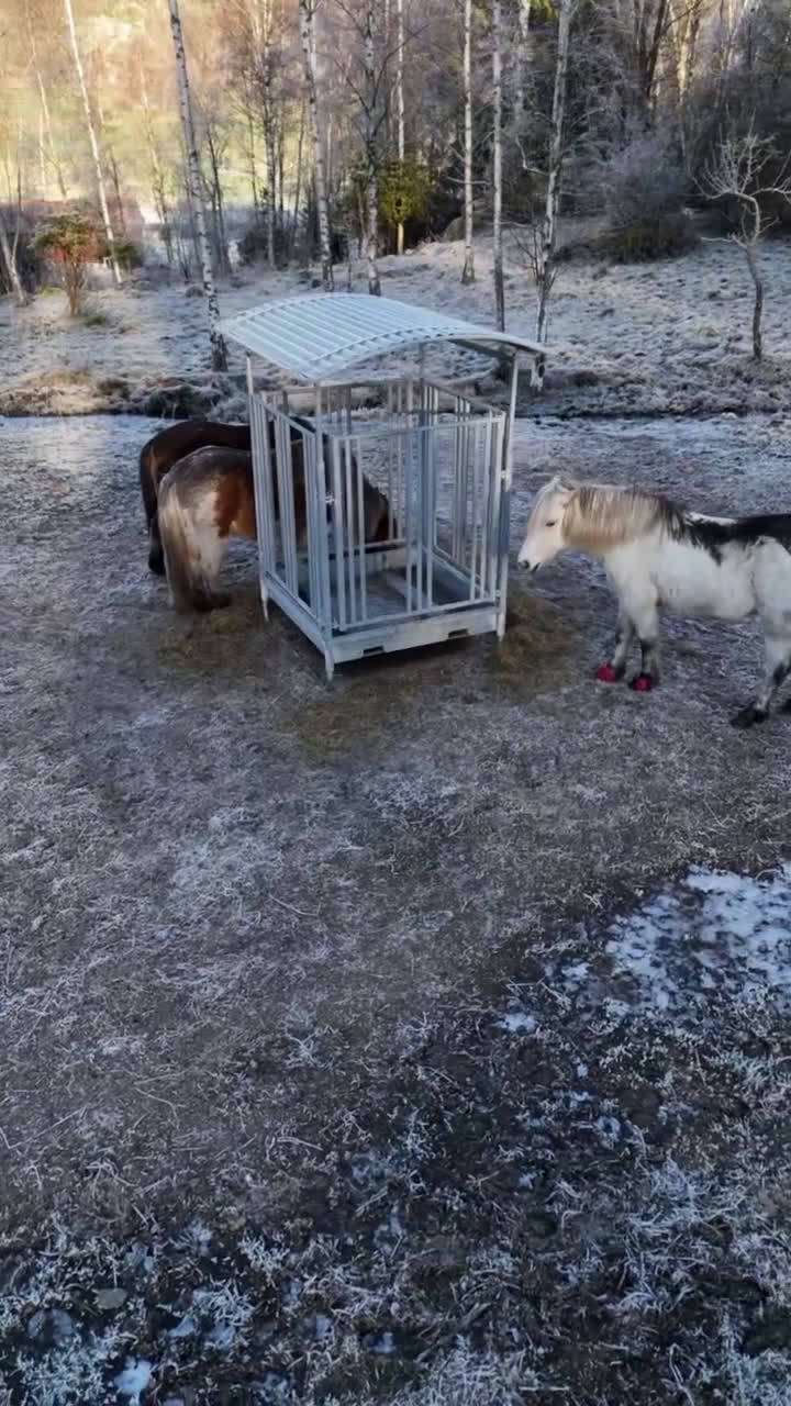  stallplats finnes: Lösdriftsplats för islandsvalack  i Lindome - Video 1