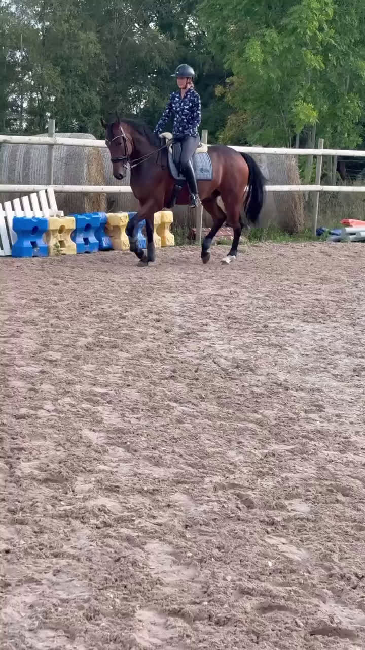 Dressyr hästar till salu: Rolig dressyrhäst i Falköping - Video 2