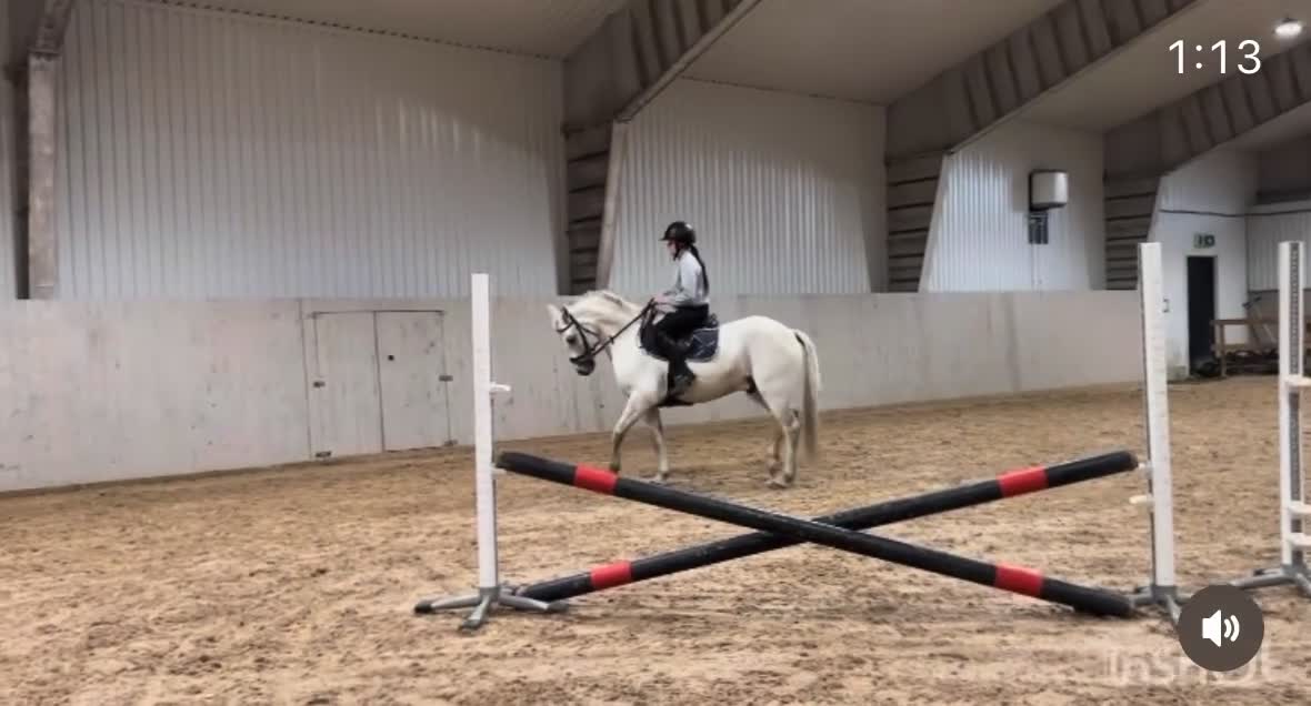 Hoppning hästar till salu: Ponnyn för de högsta klasserna! - Video 2