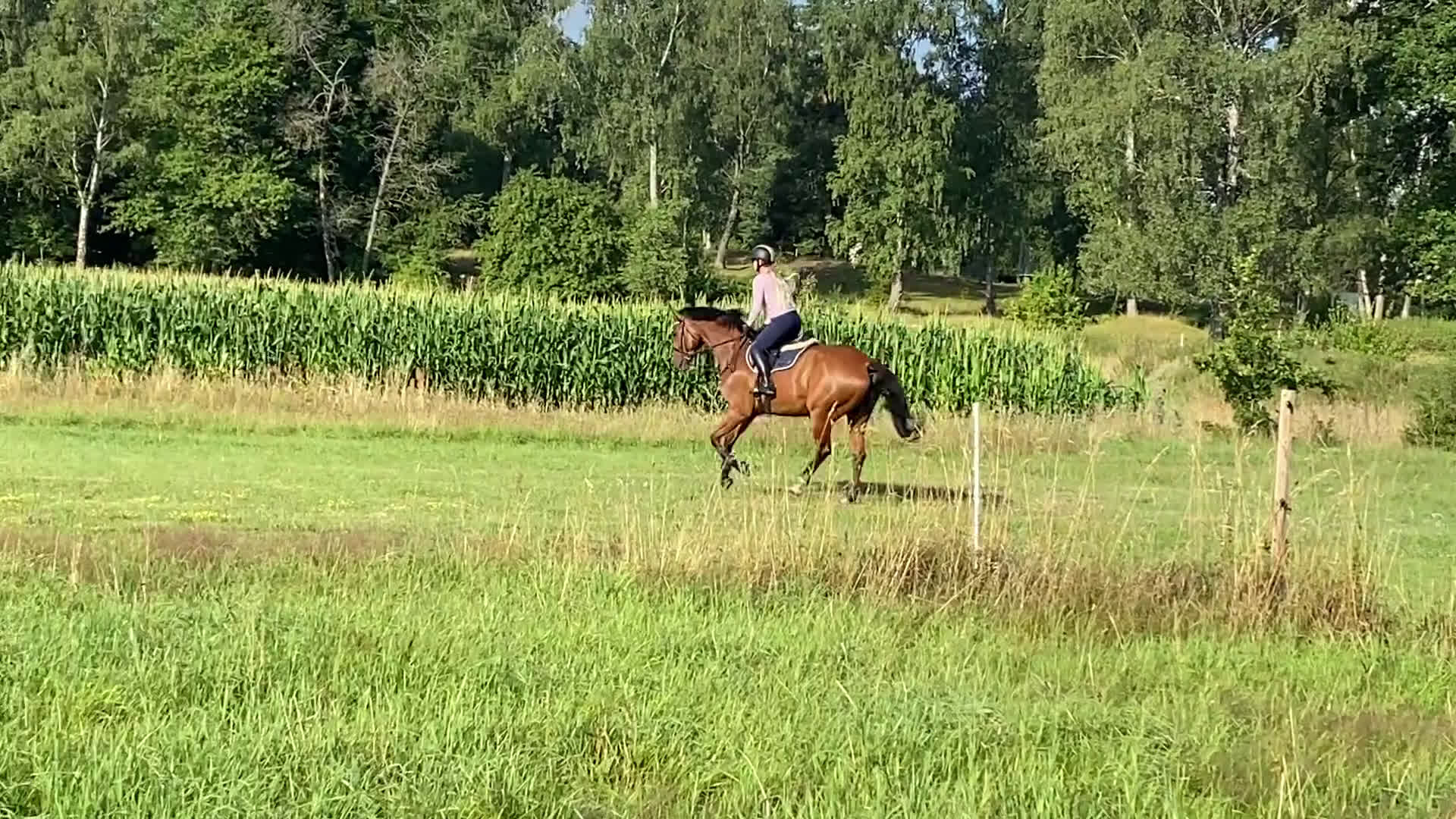 Hoppning hästar till salu: Fin 6-årig valack  i Mörrum - Video 2