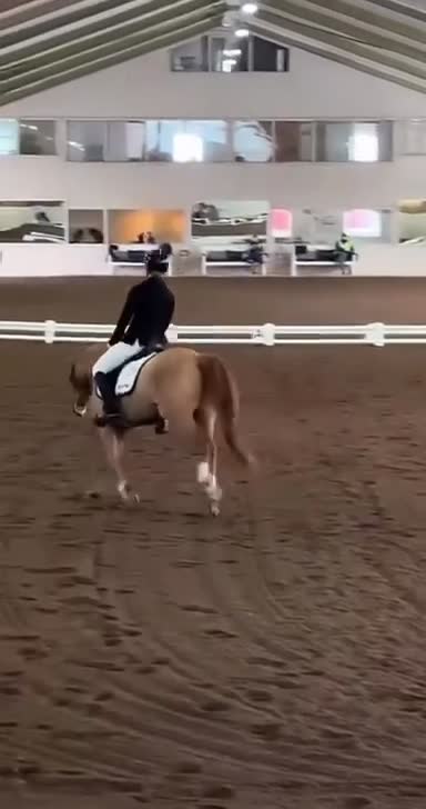 Allround hästar till salu: Trygg och positiv D-ponny söker sin nästa ryttare - Video 1