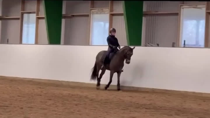 Dressyr hästar till salu: Topp FEI ponny i Nybrostrand - Video 1