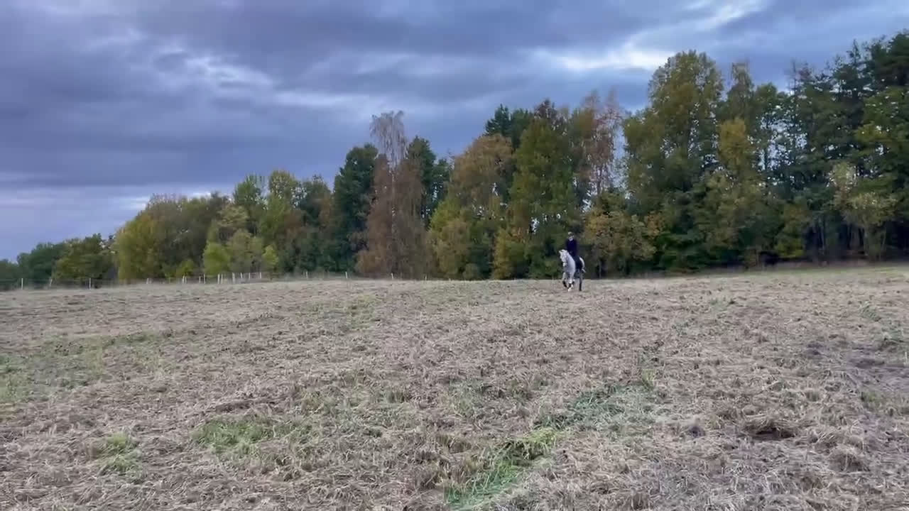  foderhäst finnes: Fodervärd till liten D-ponny i Svärtinge - Video 1