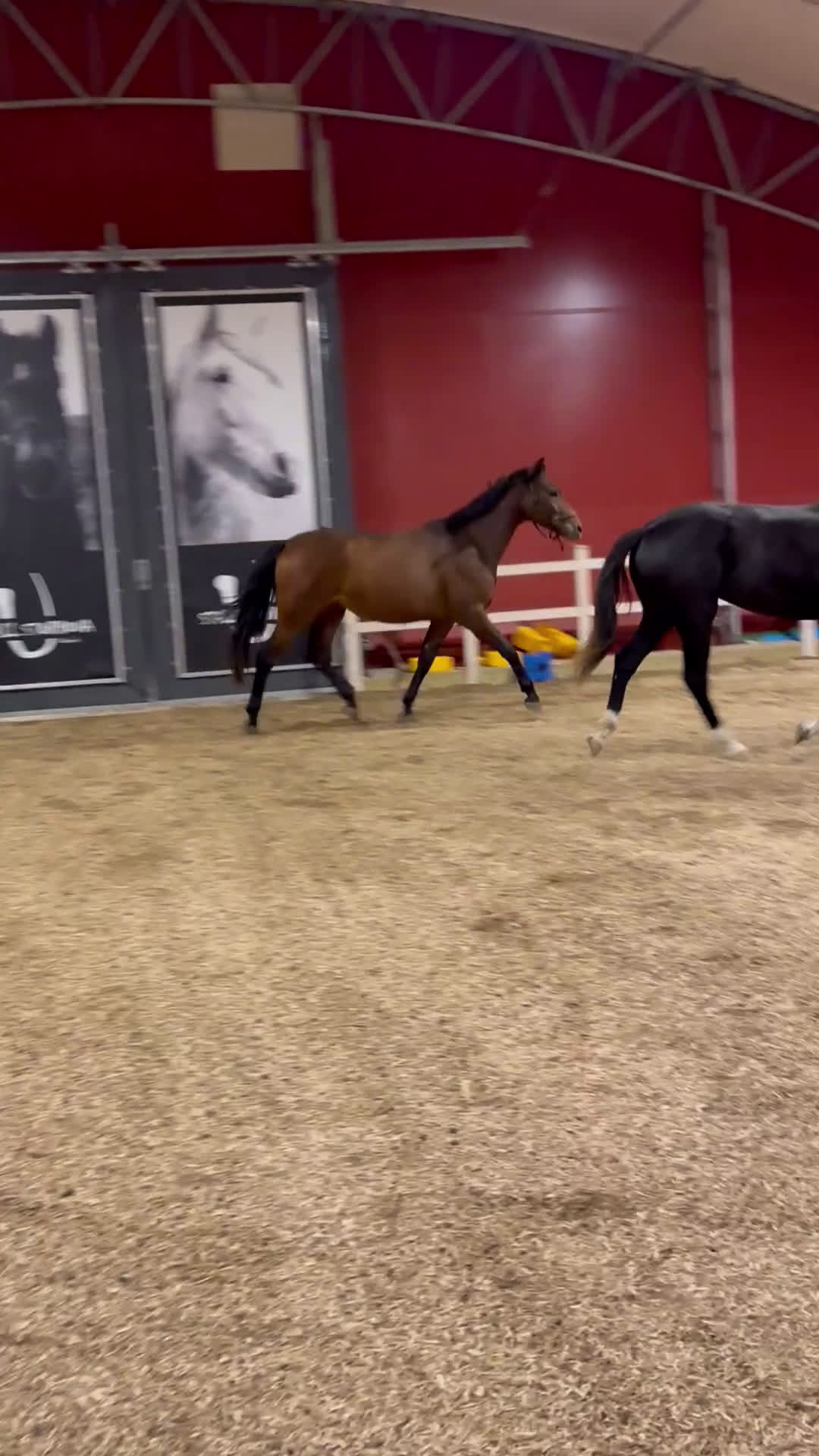 Allround hästar till salu: Trevligt sto 2,5 år i Märsta - Video 2