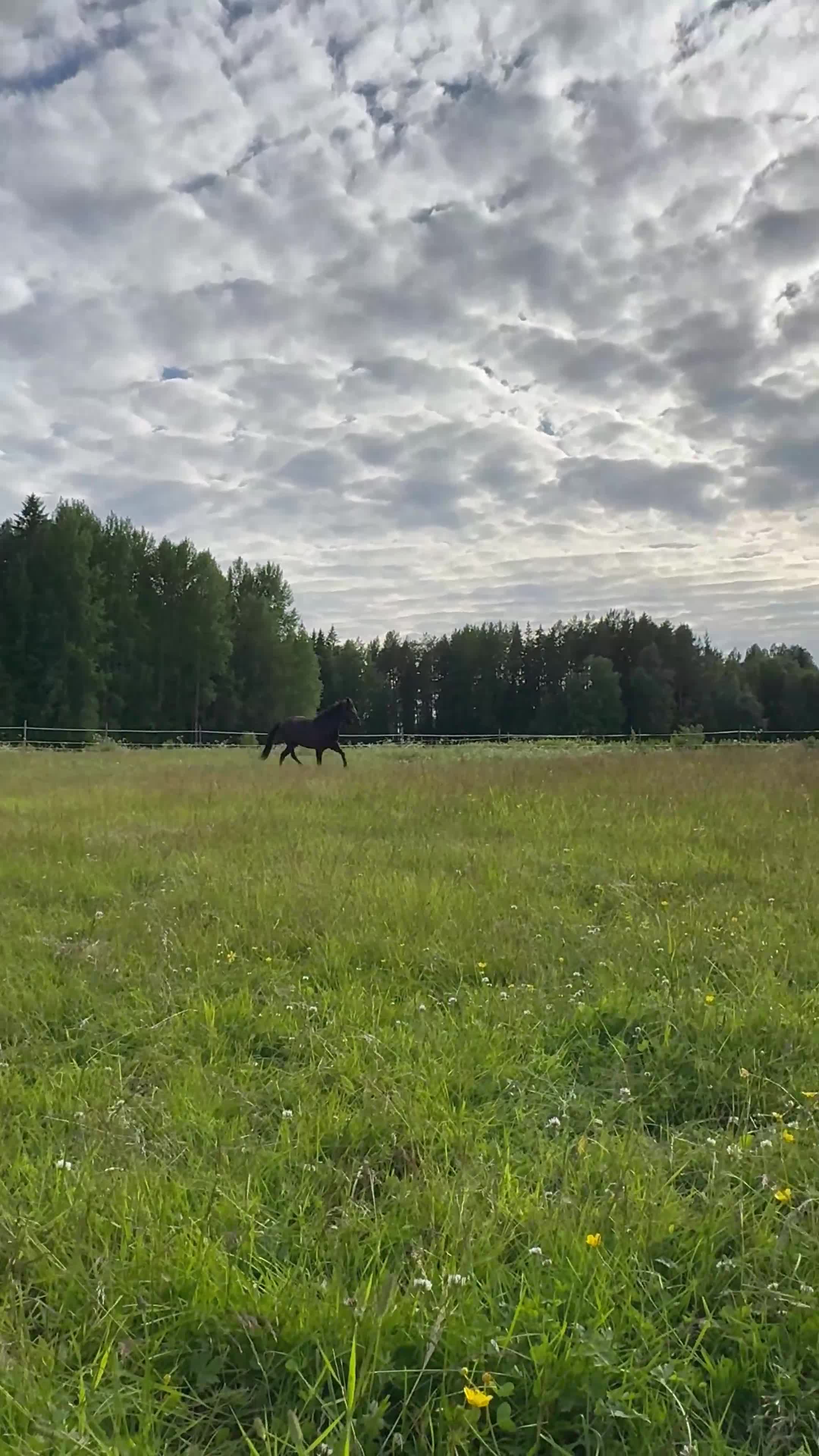 Trav hästar till salu: Toppstammad Travponny - Video 1