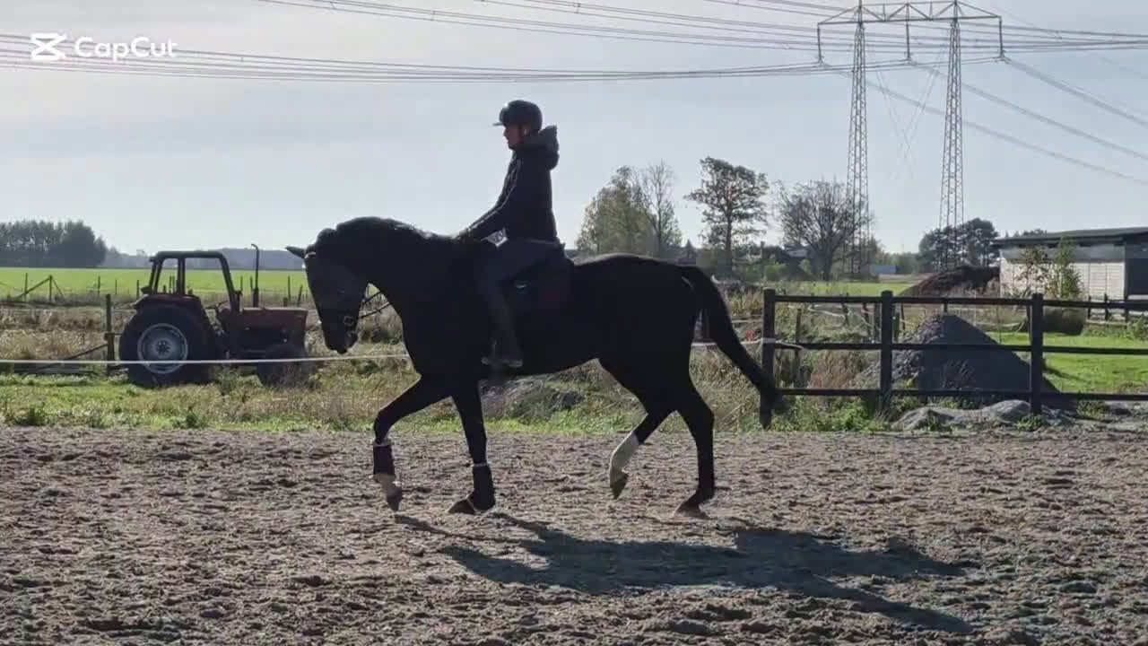 Hoppning hästar till salu: 💥Utvecklingsbar dressyr🚨allround valack ev byte i Dösjebro - Video 1