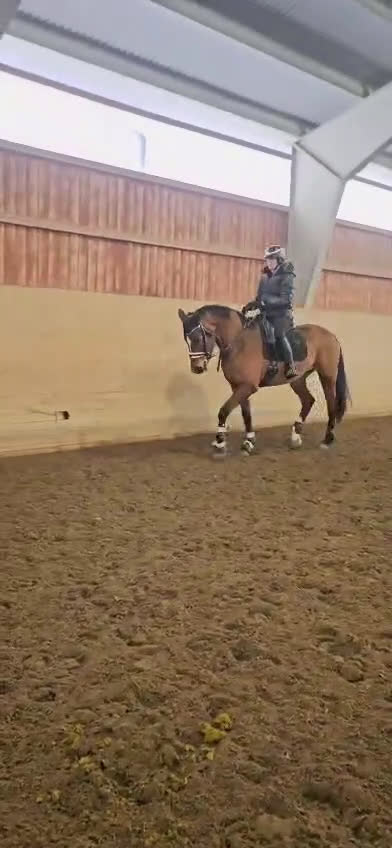 Dressyr hästar till salu: Sto med fin dressyr stam  i Forshaga - Video 1