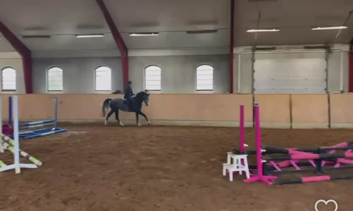 Hoppning hästar till salu: Fantastisk 4åring med fin stam! - Video 1