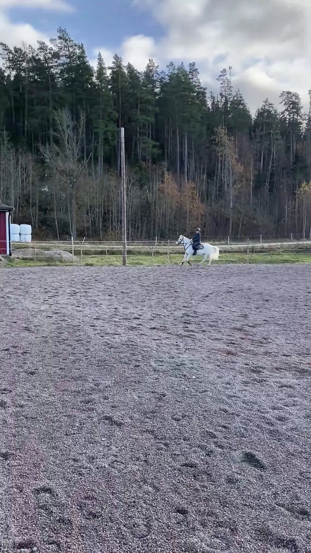  medryttarhäst sökes: Medryttarhäst Sökes - Video 2