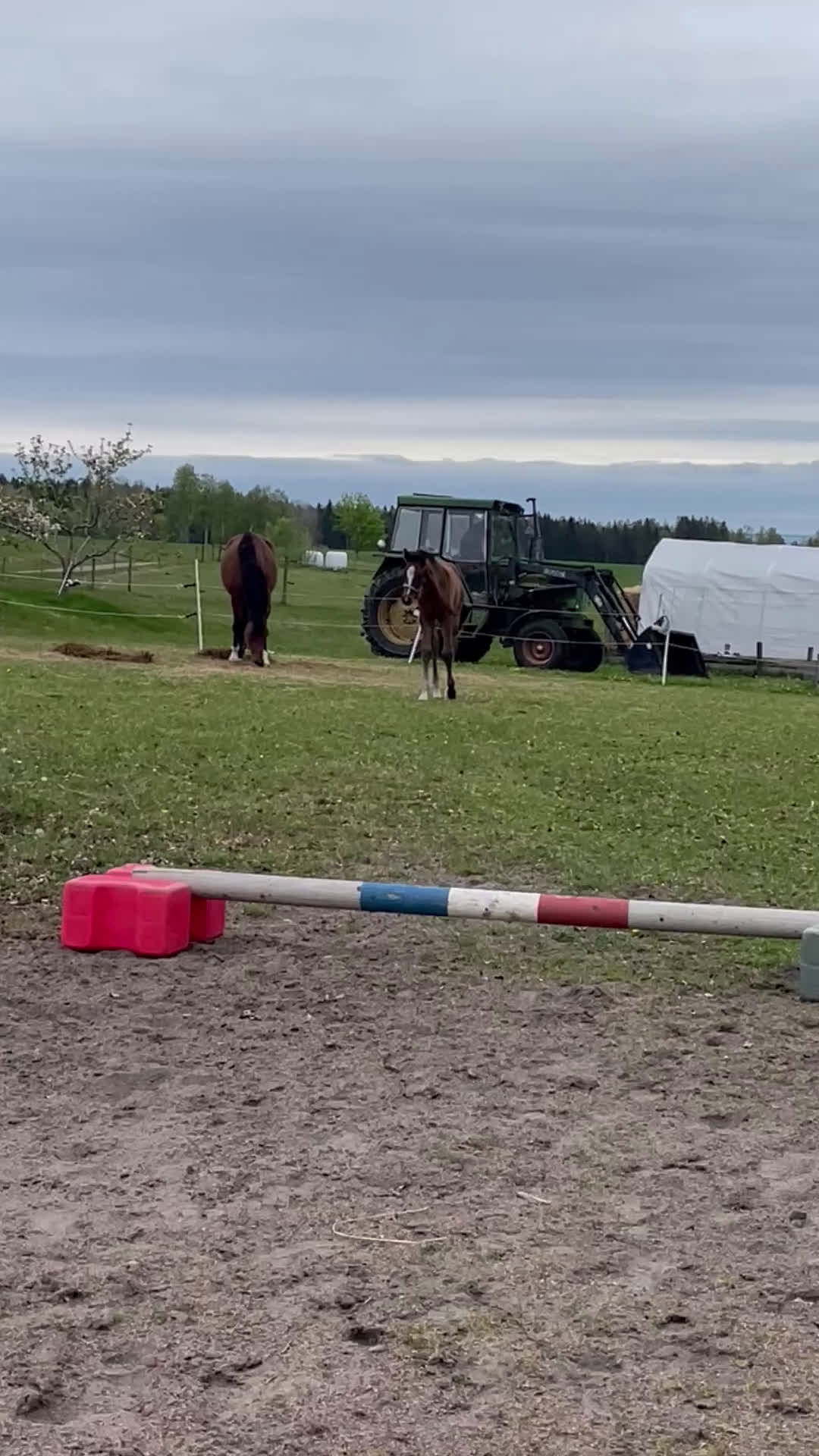 Hoppning hästar till salu: Golden cross stoföl e Favorit Ask   i Hjo - Video 2