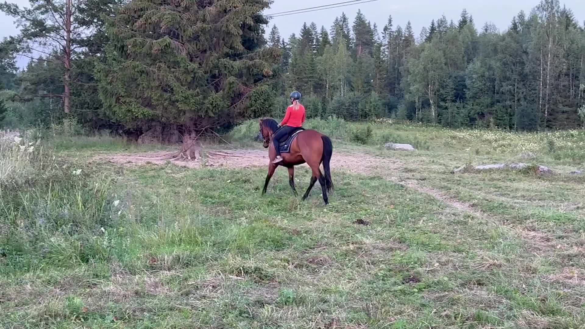 Allround hästar till salu: En riktig pärla söker varaktigt hem! i Matfors - Video 1