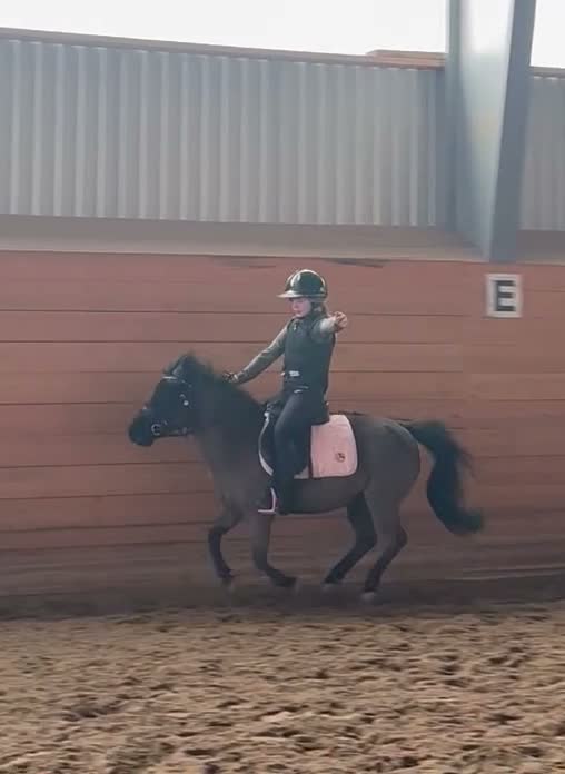 Allround hästar till salu: Världens bästa shettis - Video 5