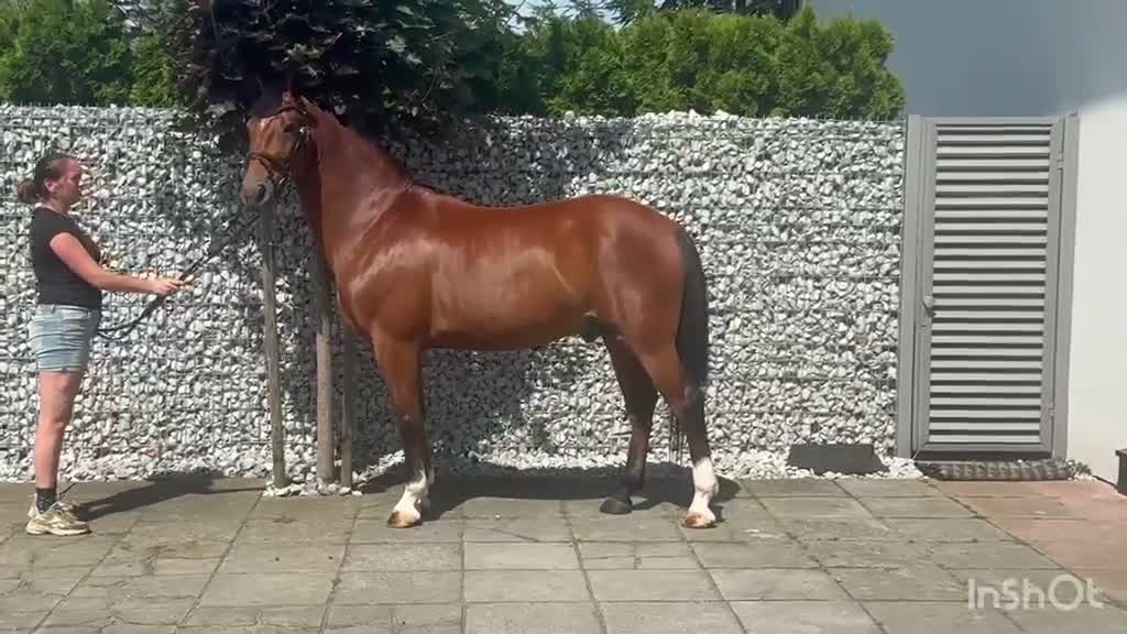 Allround hästar till salu: Quality Bay Recreational Gelding – Rubik - Video 1