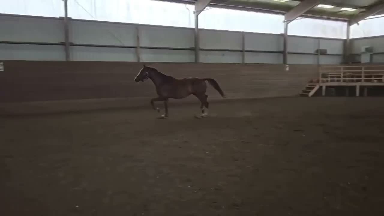 Hoppning hästar till salu: 4 åring med trevligt språng - Video 1