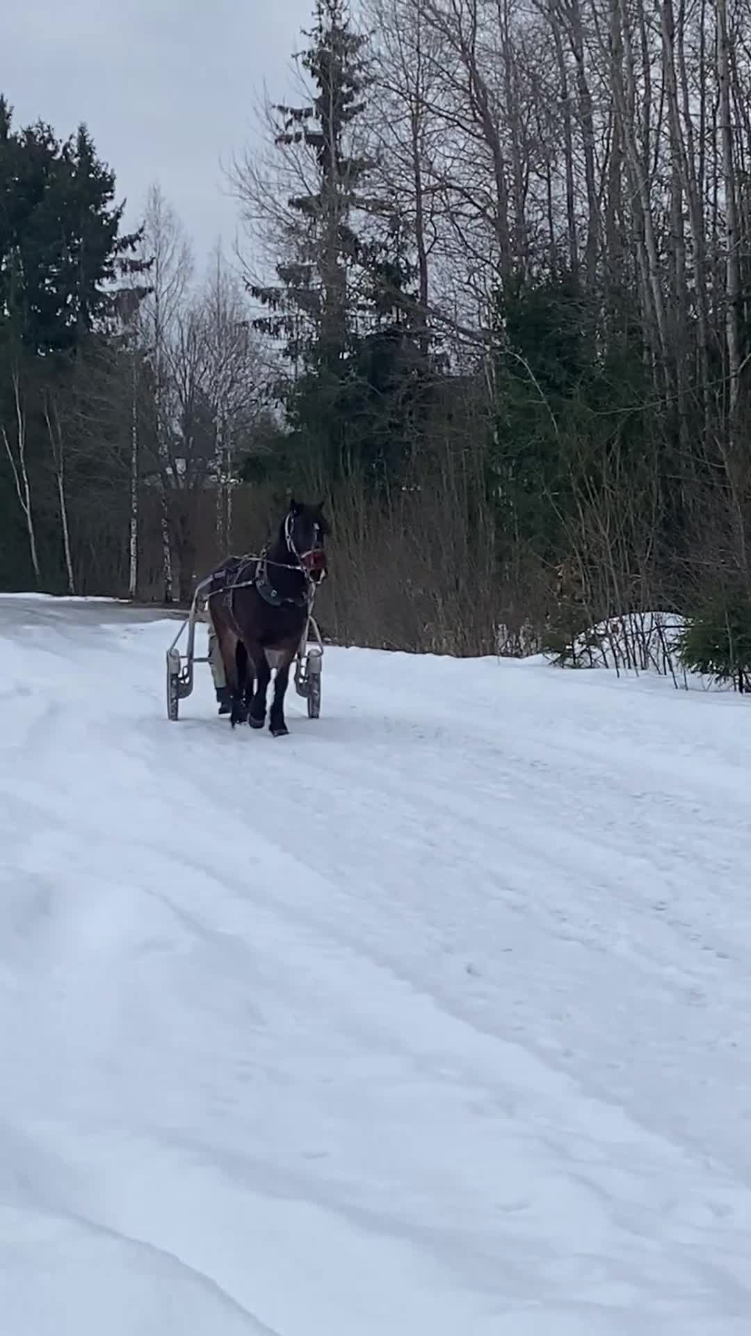 Allround hästar till salu: Söt nordsvensk valack - Video 1
