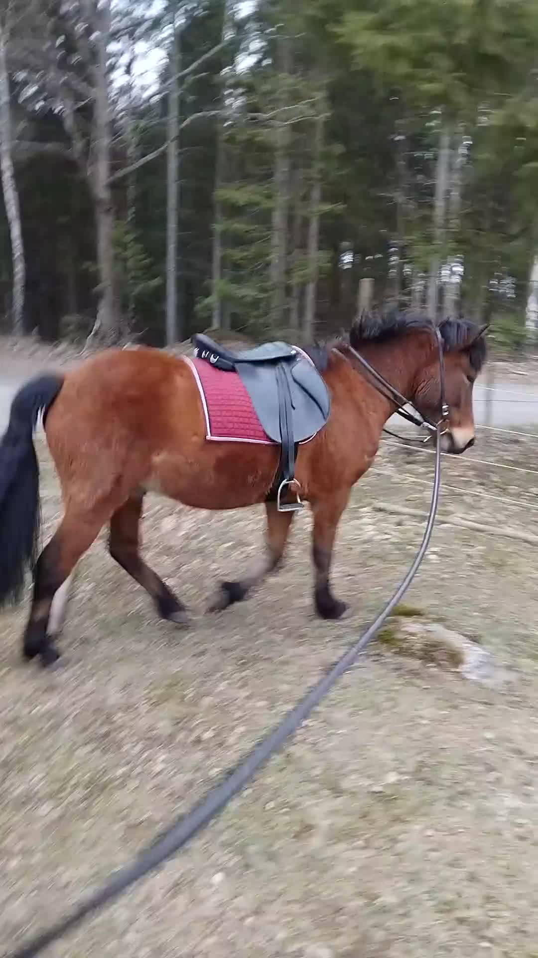 Island hästar till salu: Utmaning för duktig - Video 2