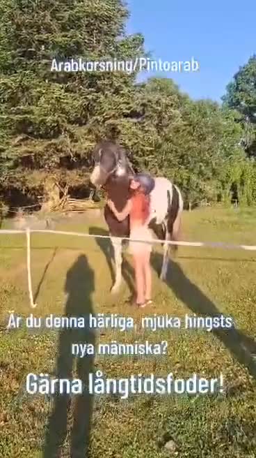 Övrigt hästar till salu:  arabkorsning - Video 1