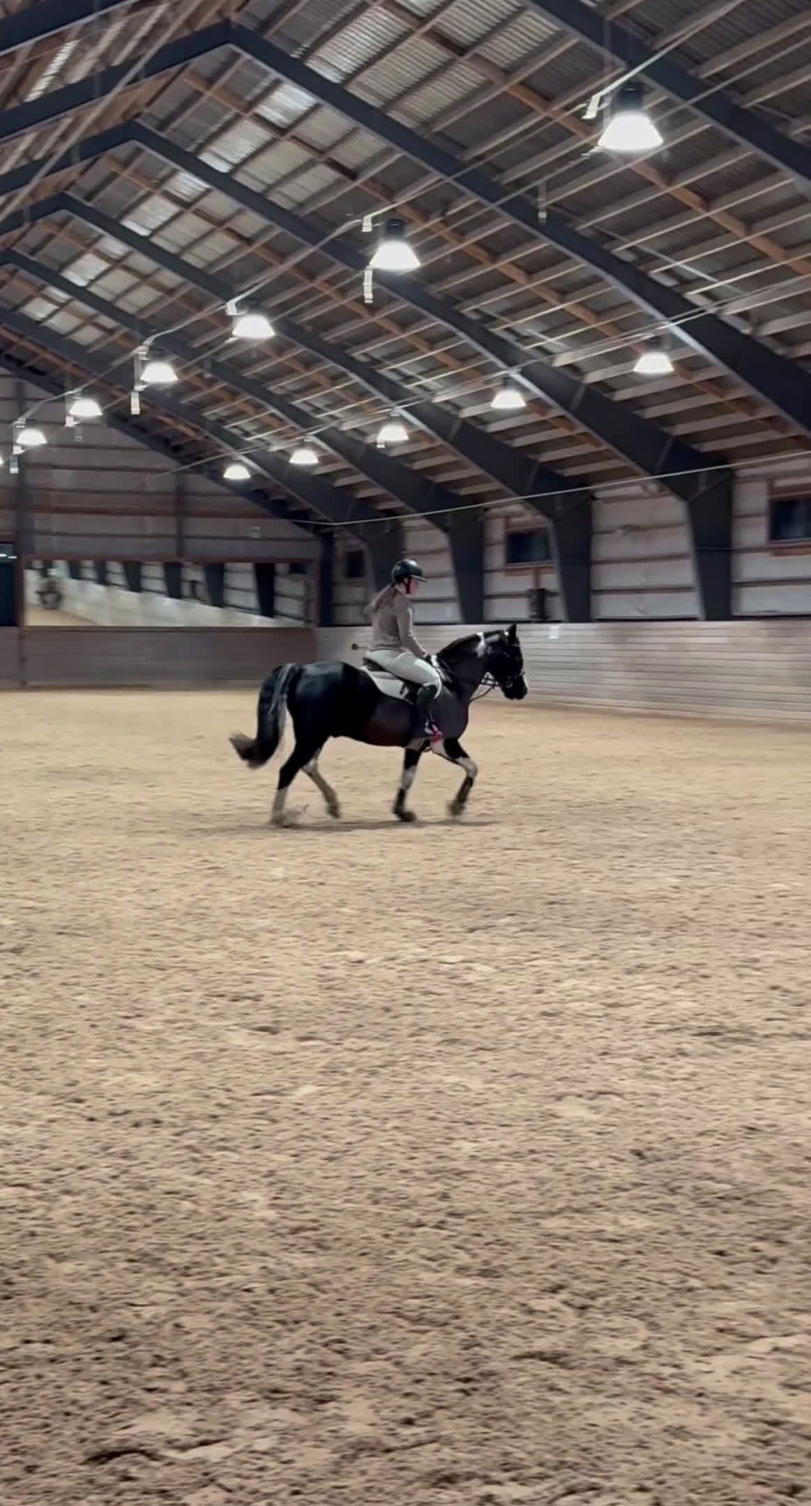 Allround hästar till salu: Världens charmigaste energiknippe - Video 2