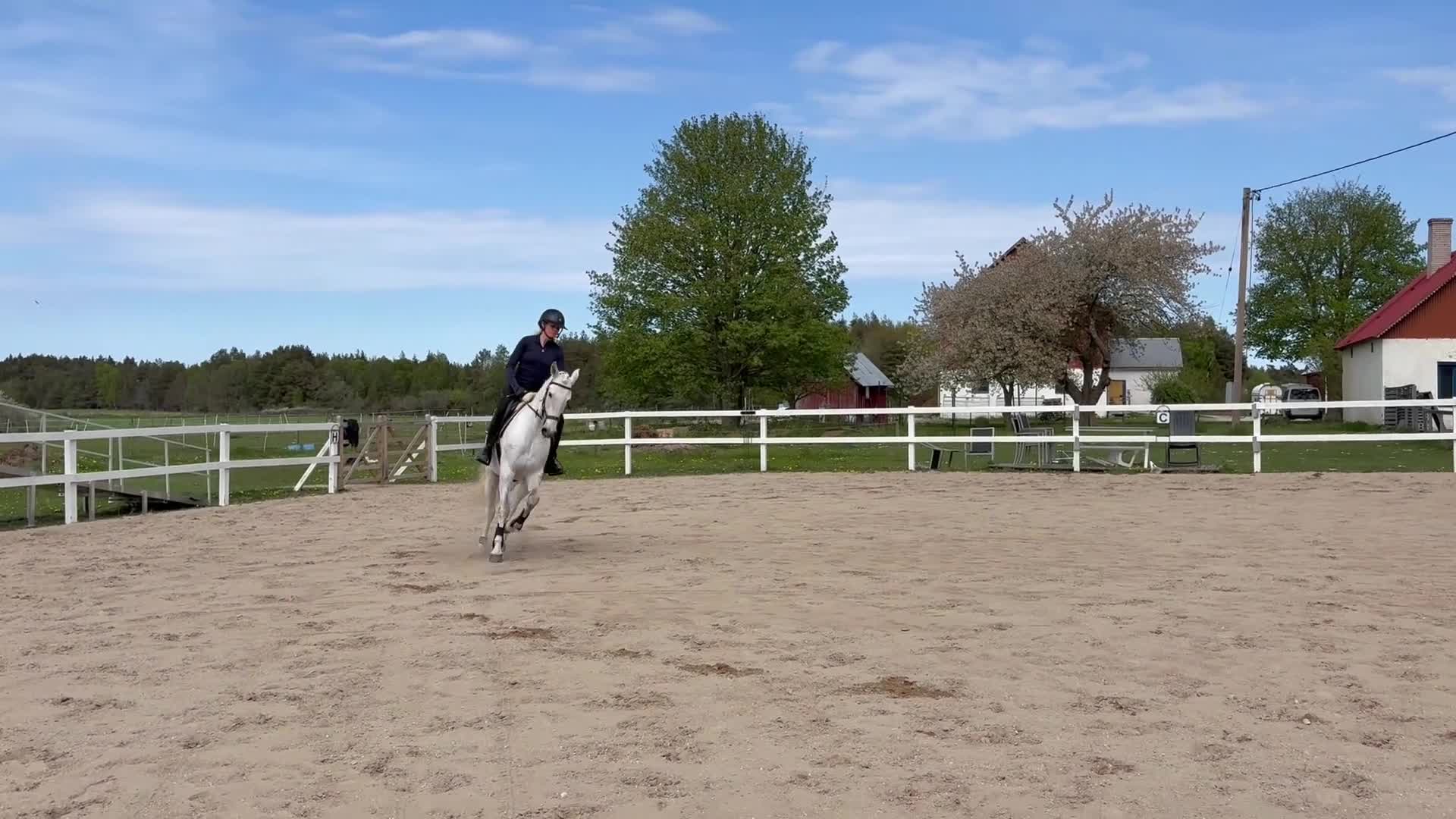 Allround hästar till salu: Iberiskt sto  - Video 3