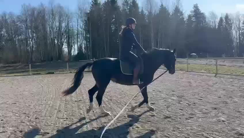 Allround hästar till salu: Framtida multitalang!  - Video 2