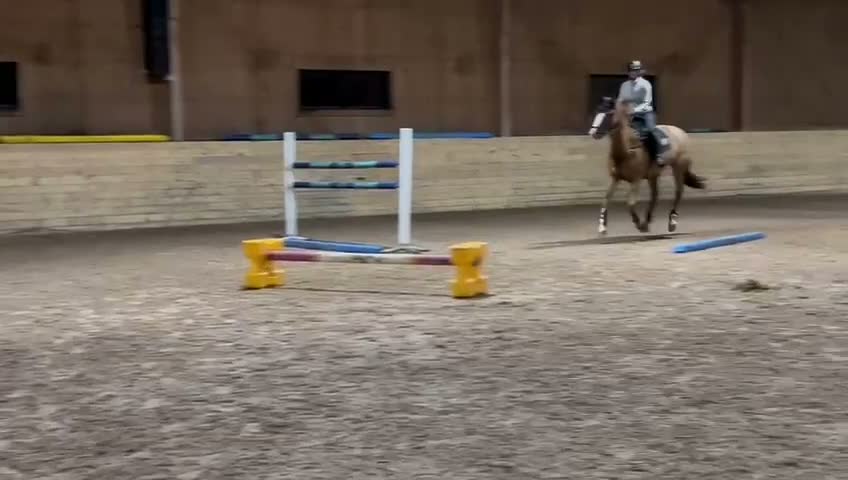 Hoppning hästar till salu: Bästa vän till salu ❤️ - Video 1