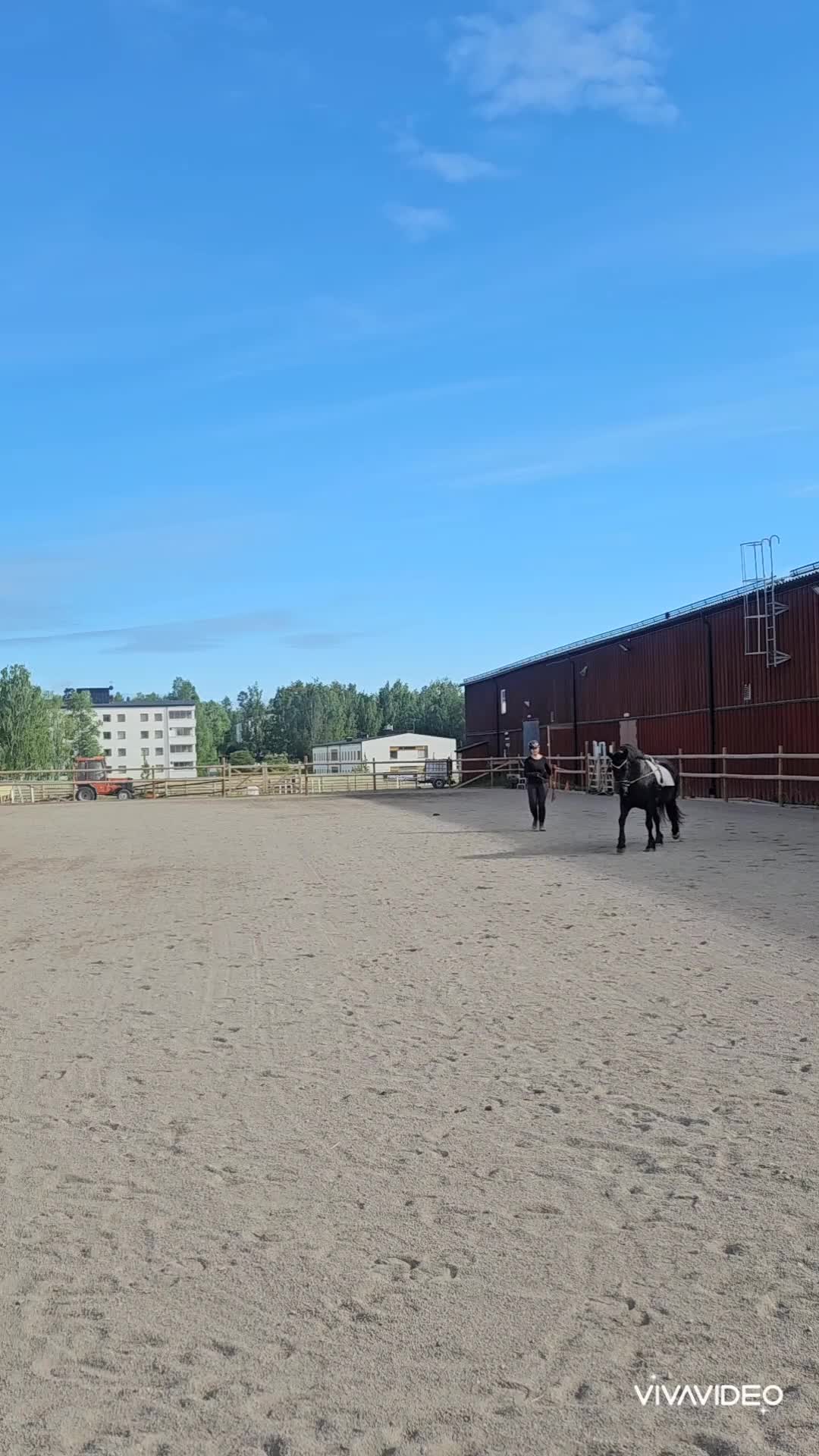 Allround hästar till salu: Trevlig kille - Video 2