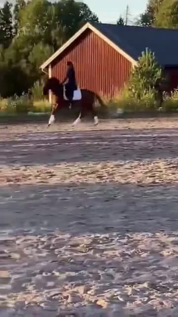 Allround hästar till salu: UTVECKLINGSBAR D-PONNY i Vintrosa - Video 1