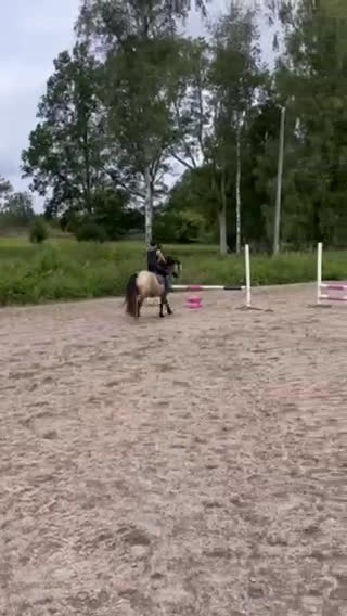 Allround hästar till salu: Pigg valack Russ/Welsh i Ljungby - Video 1