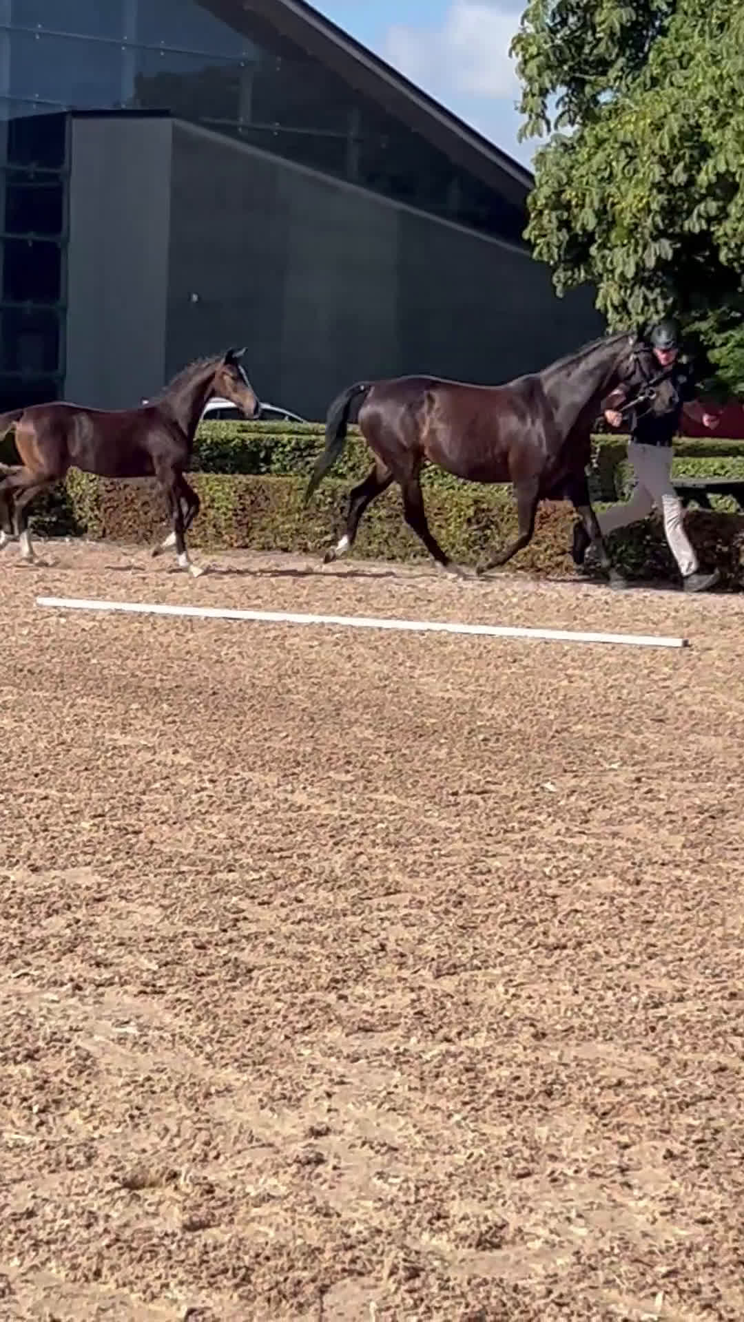 Hoppning hästar till salu: Fantastiskt stoföl för framtiden⭐️ - Video 1