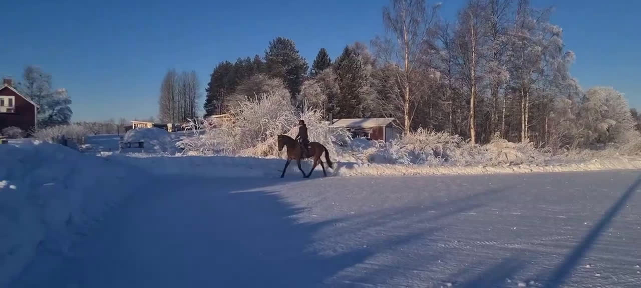 Allround hästar till salu: Lojal och träningsglad ridtravare  - Video 3