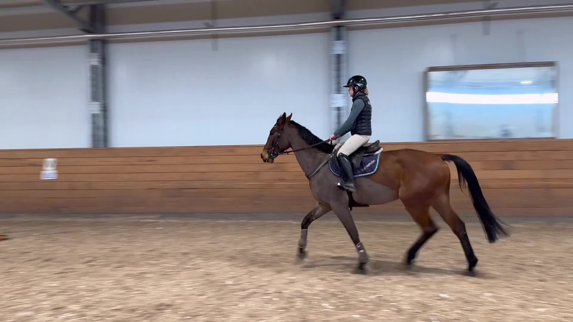 Hoppning hästar till salu: SWB valack  - Video 2