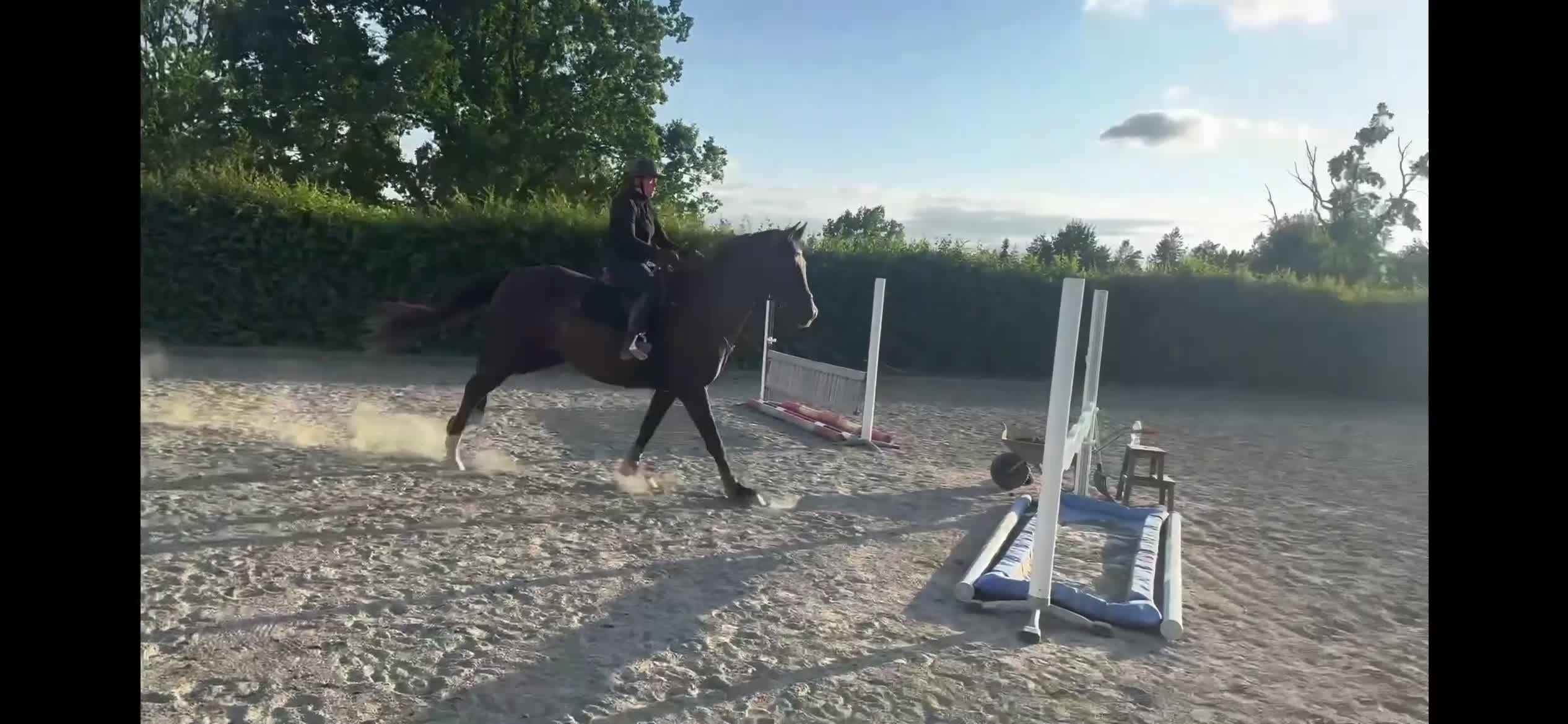 Hoppning hästar till salu: SWB-valack som sticker ut i mängden - Video 1
