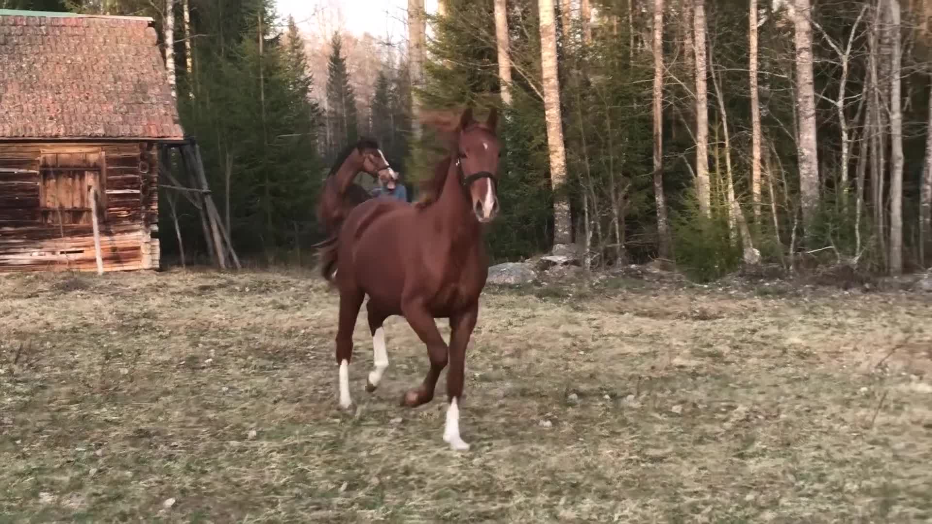 Avelshästar hästar till salu: Välstammat dressyrsto för avel - Video 4