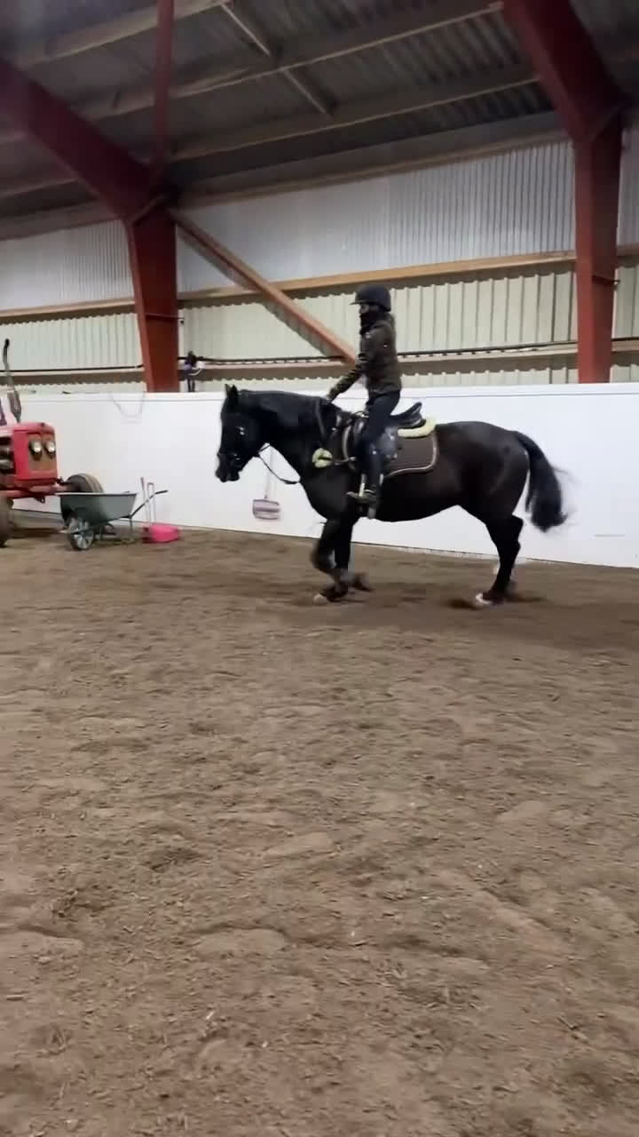 Allround hästar till salu: Vacker sto - Video 5