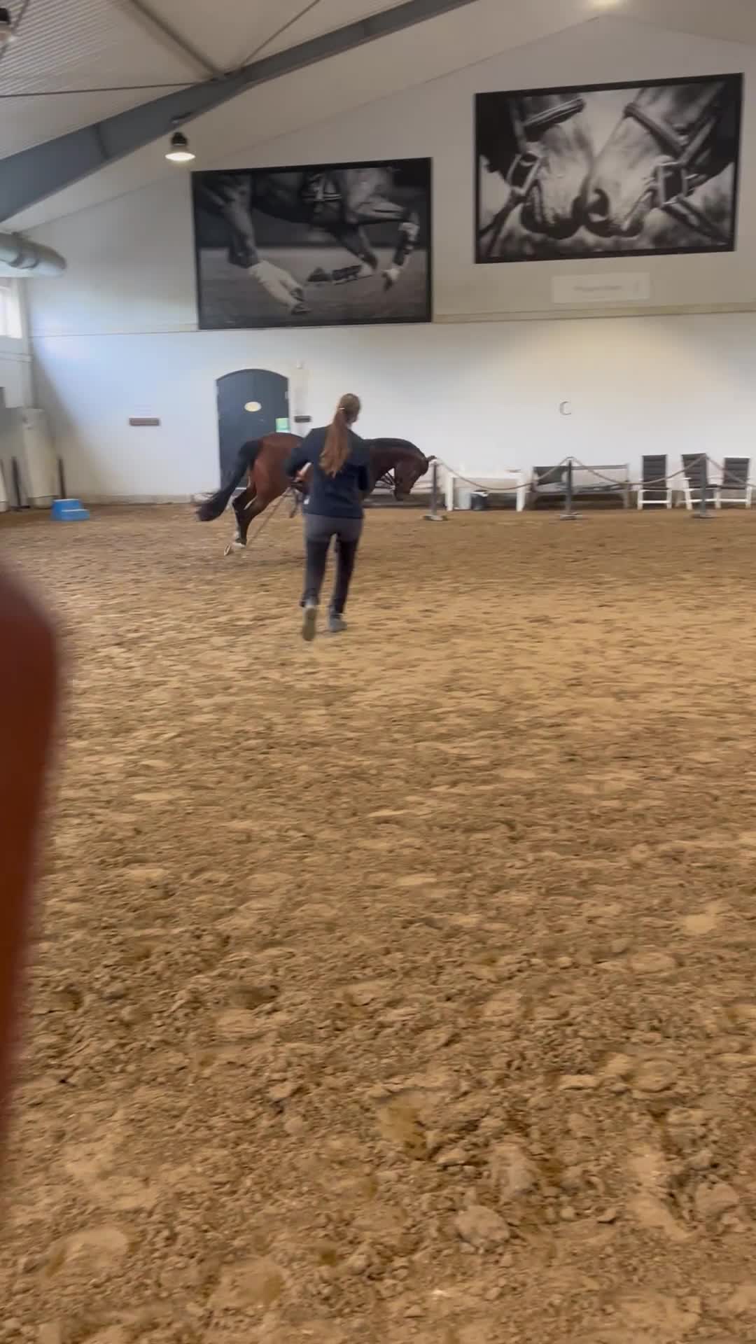 Hoppning hästar till salu: Toppstammad kvalitetsponny - Video 4