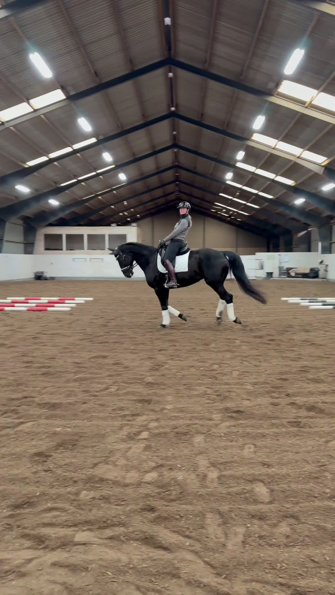 Dressyr hästar till salu: Ståtlig dressyrvalack i Ängelholm - Video 1