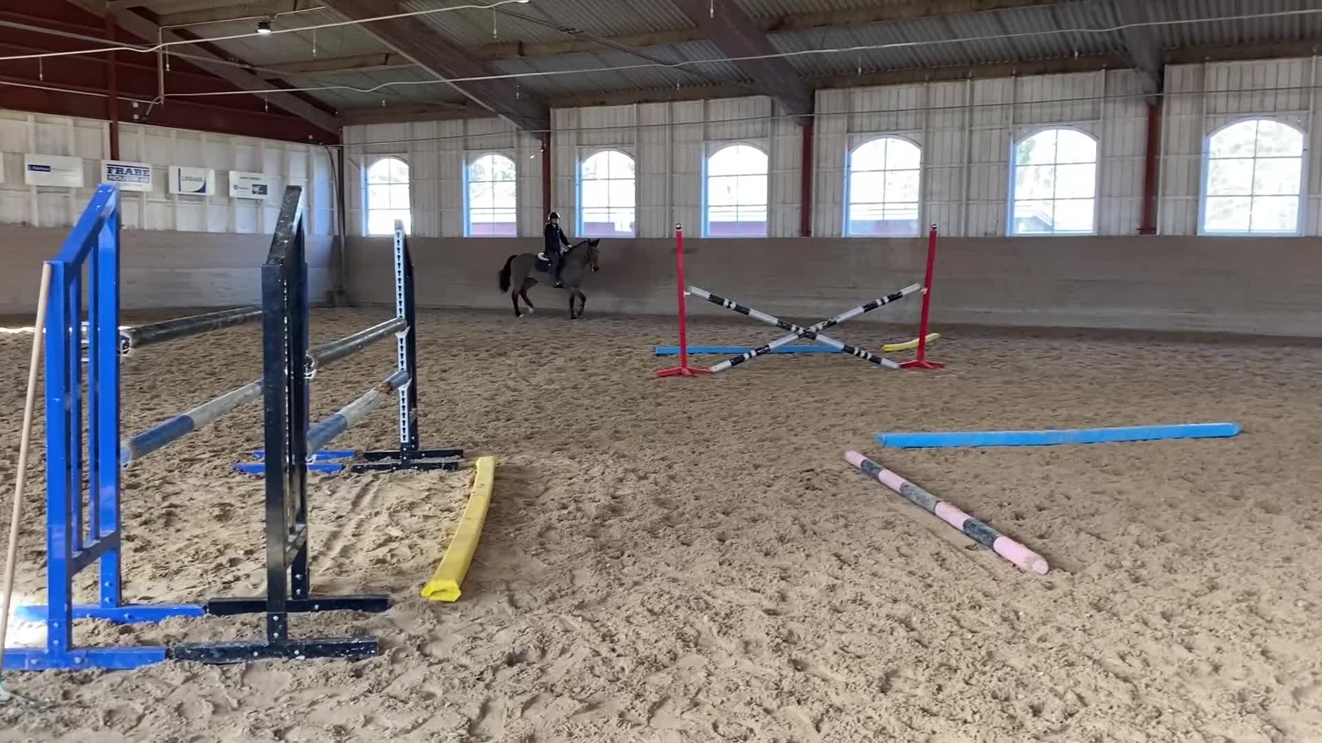 Allround hästar till salu: Allround sto *prissänkt* - Video 1