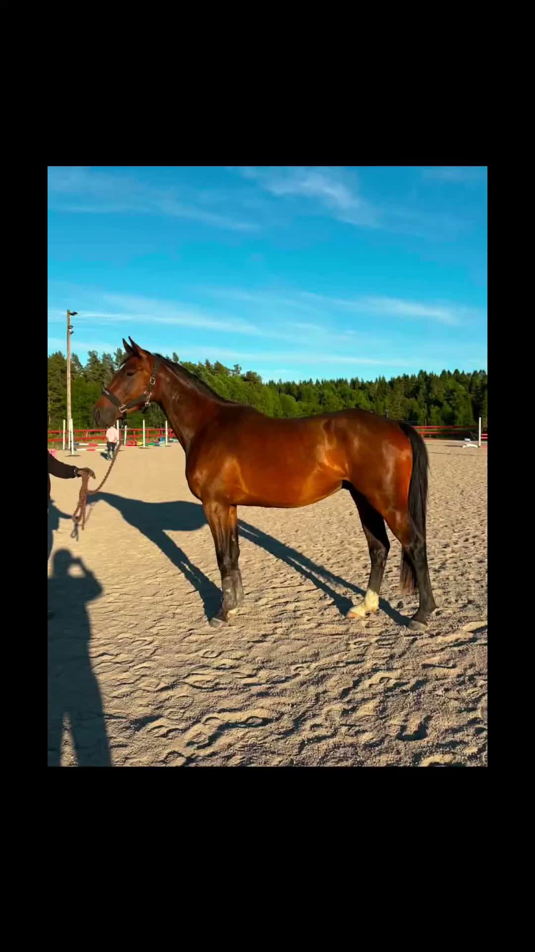 Hoppning hästar till salu: 3 årig valack Bengt Nabab-Cardento - Video 1