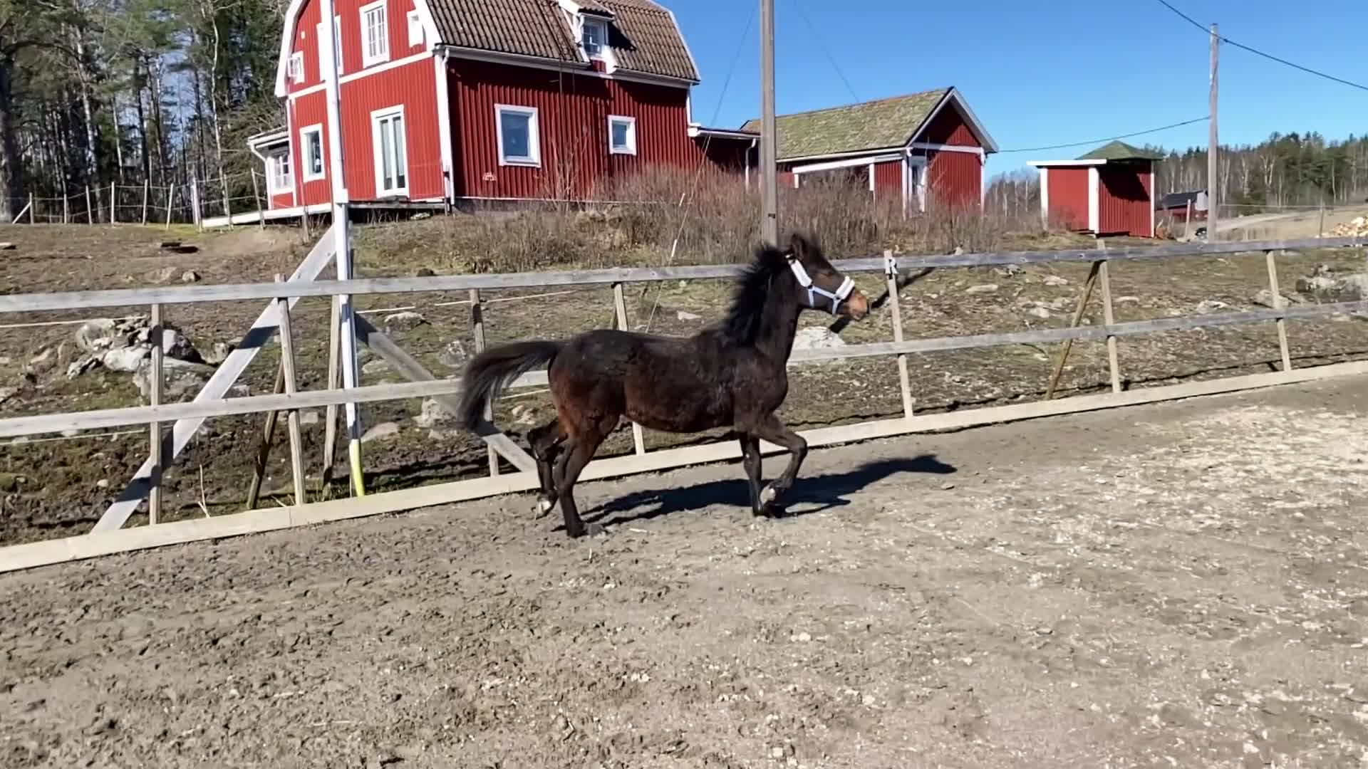 Fälttävlan hästar till salu: 1-årig valack efter Converse All Star - Video 1