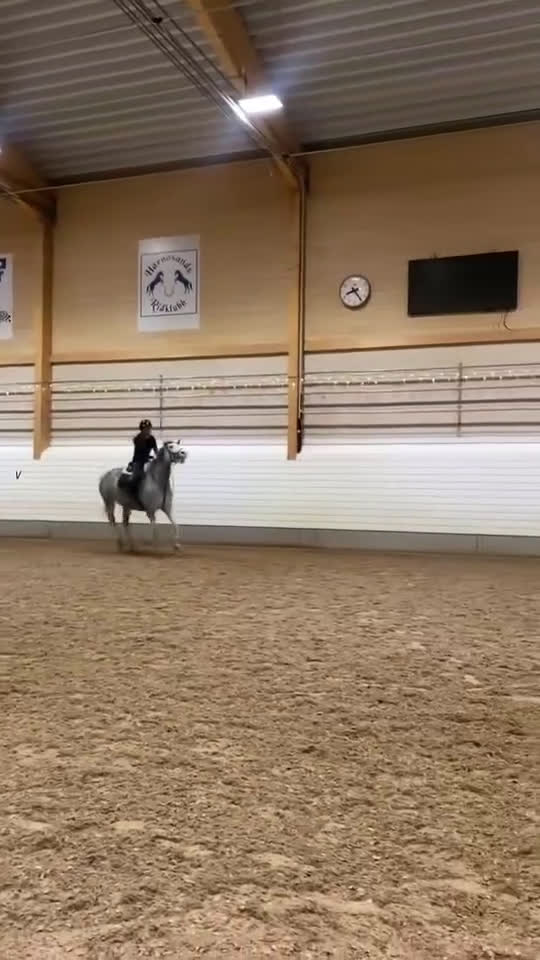 Allround hästar till salu: *RESERVERAD* Hoppglatt sto - Video 3