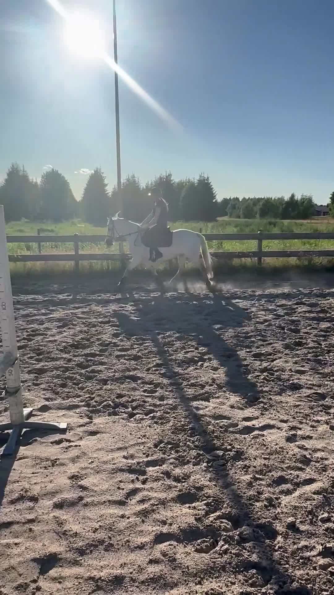 Hoppning hästar till salu: Läromästare, Connemarasto🌸  - Video 4